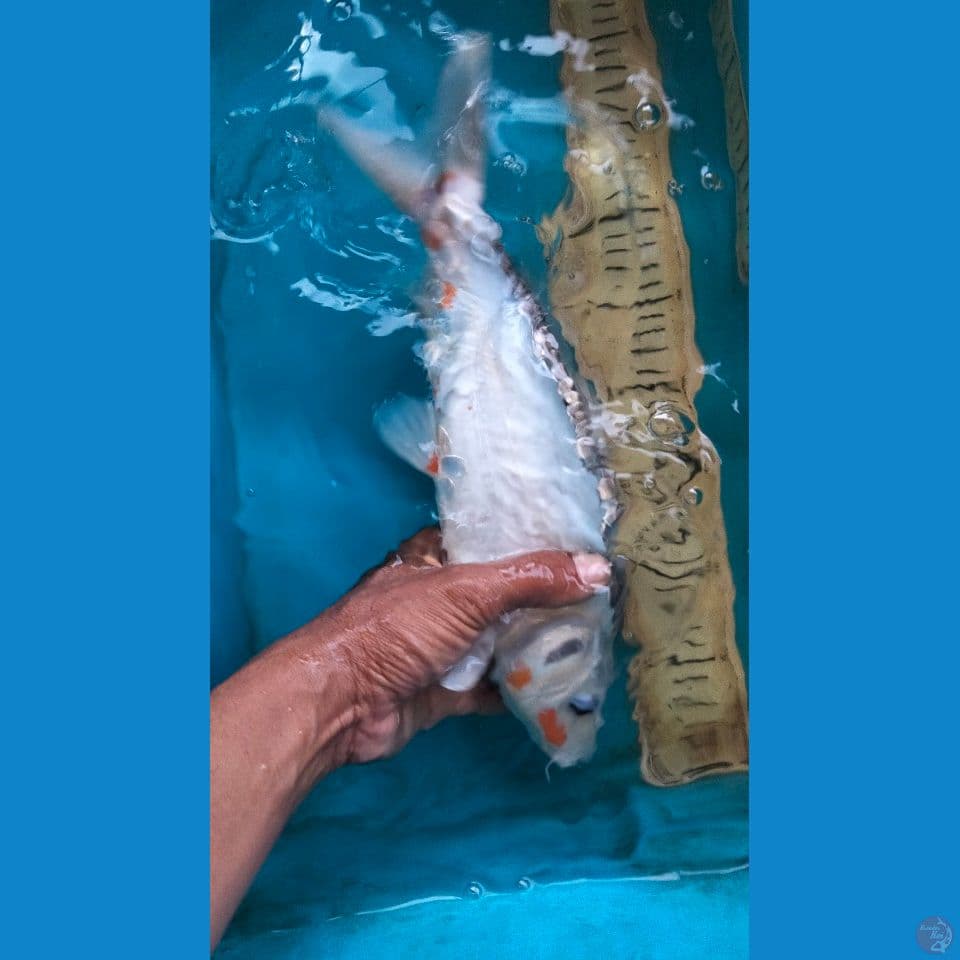 shusui 34cm f