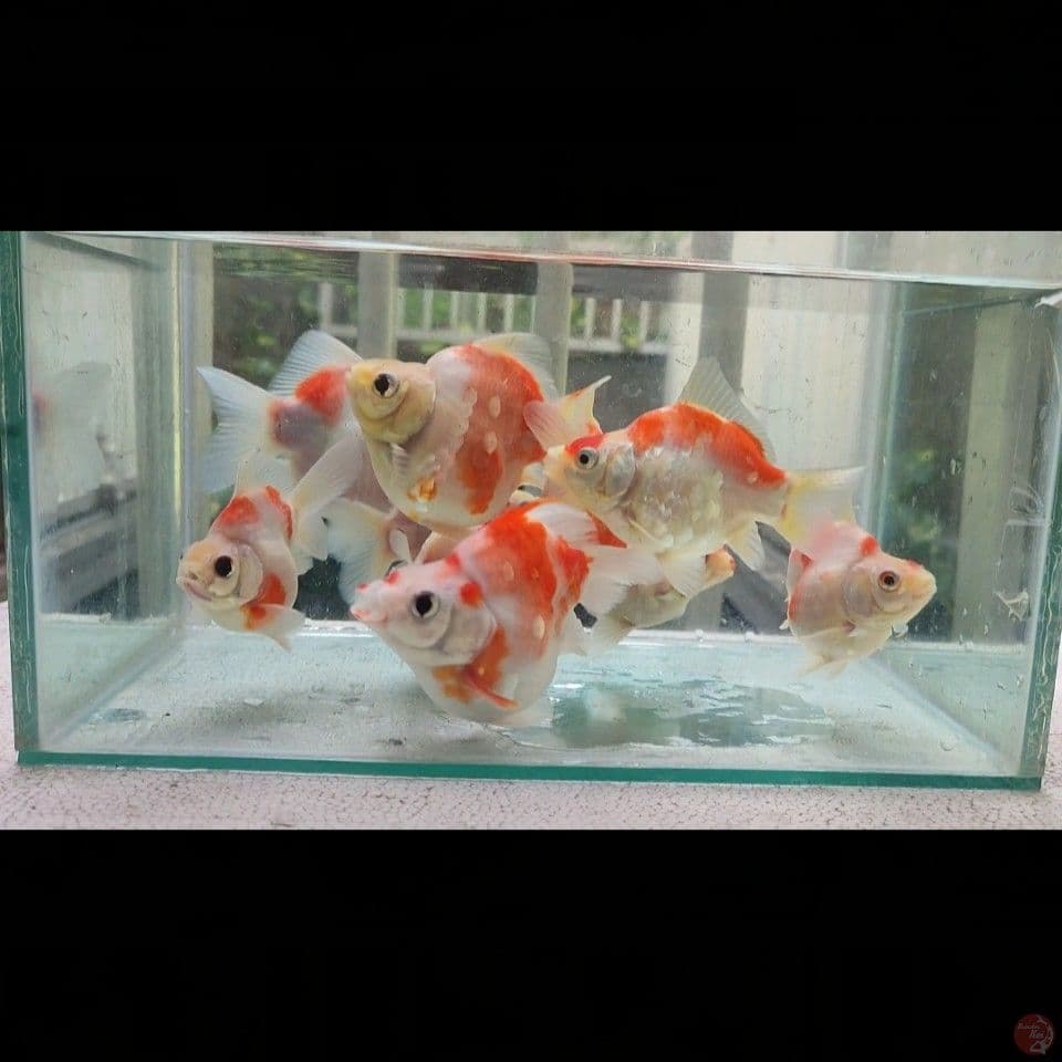 10ekor RARE Short Body Tamasaba