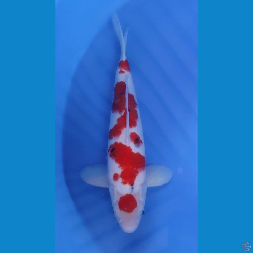 MARUTEN SANKE ORI- RED STRONG 40CM - MALE