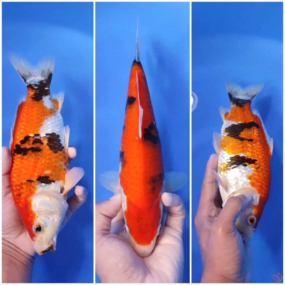 SHOWA TATEGOI BAHAN - 25CM - FEEMALE