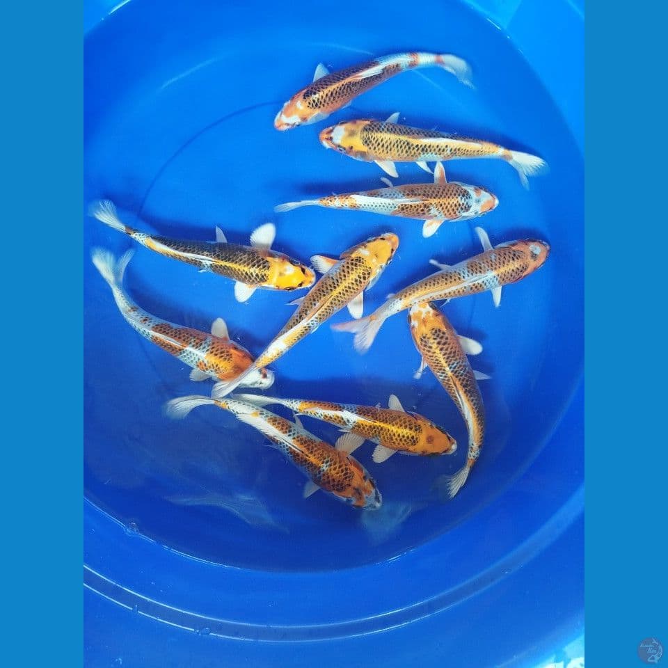 kojaku size 23cm 24cm jumlah 10ekor