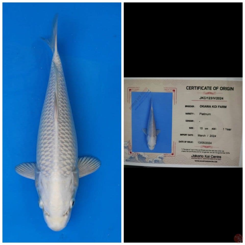 Okawa Platinum