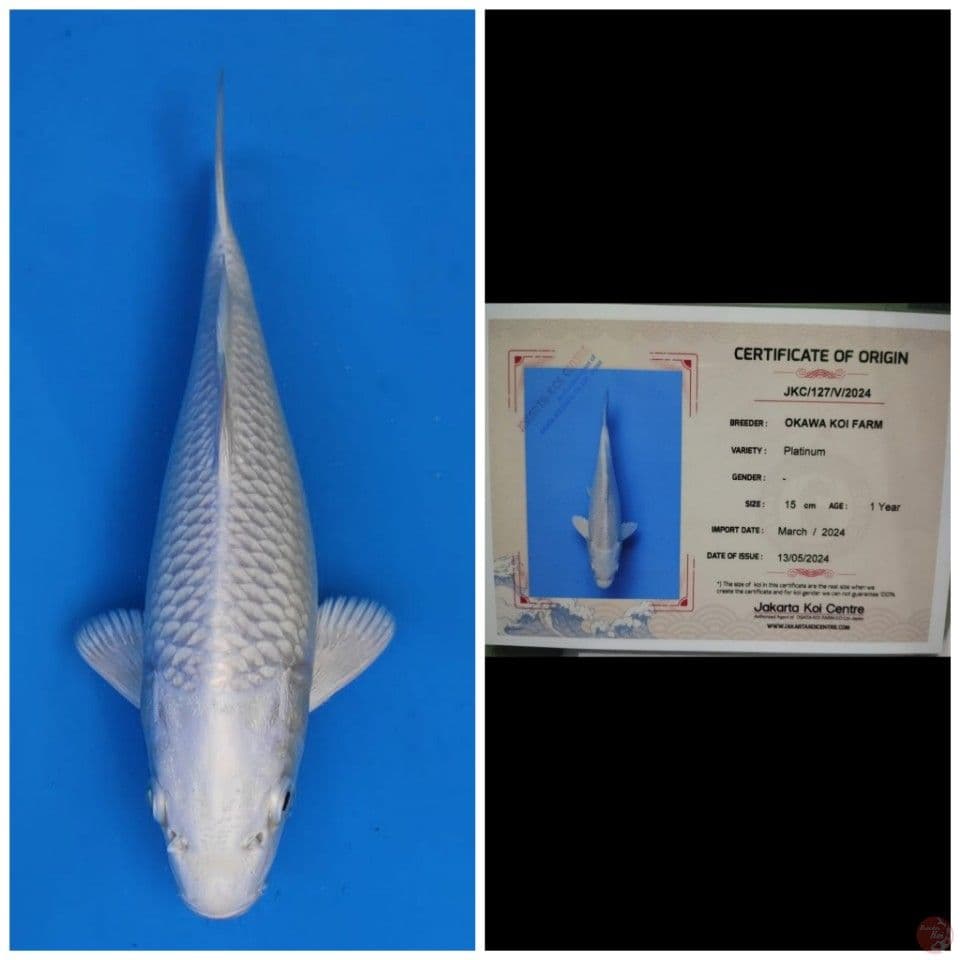 Okawa Platinum
