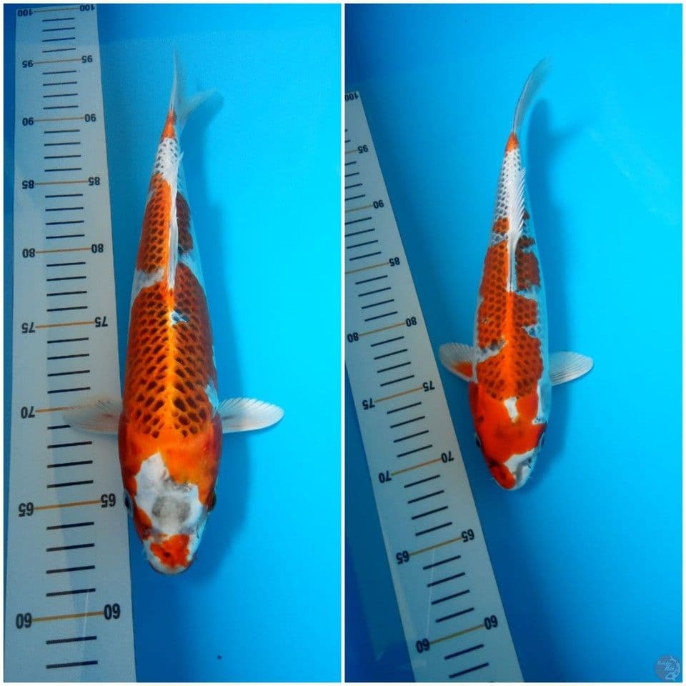 kujaku 31-32cm male