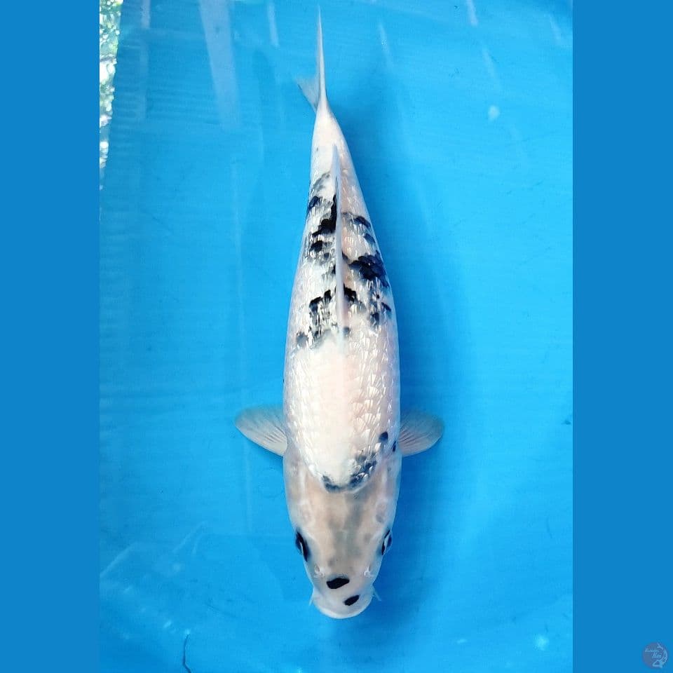 SHIRO GINRIN ~ 35CM