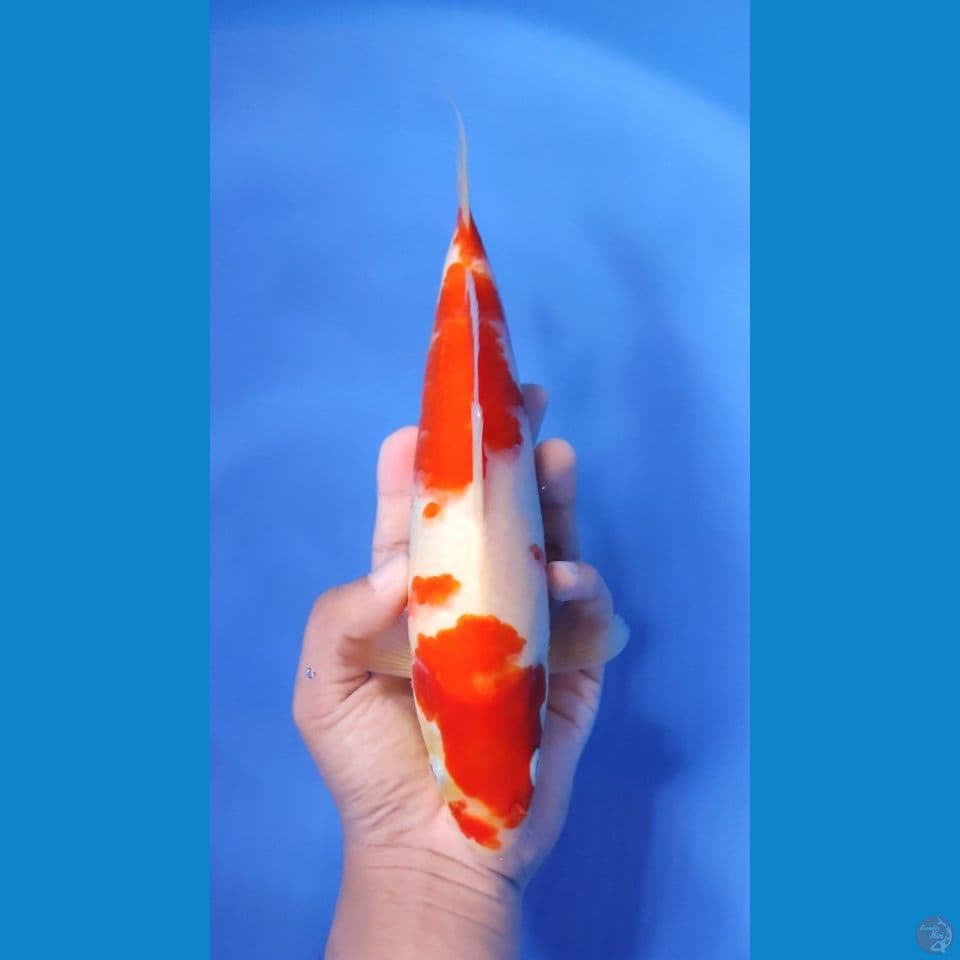 KOHAKU ORI 25CM - FEEMALE