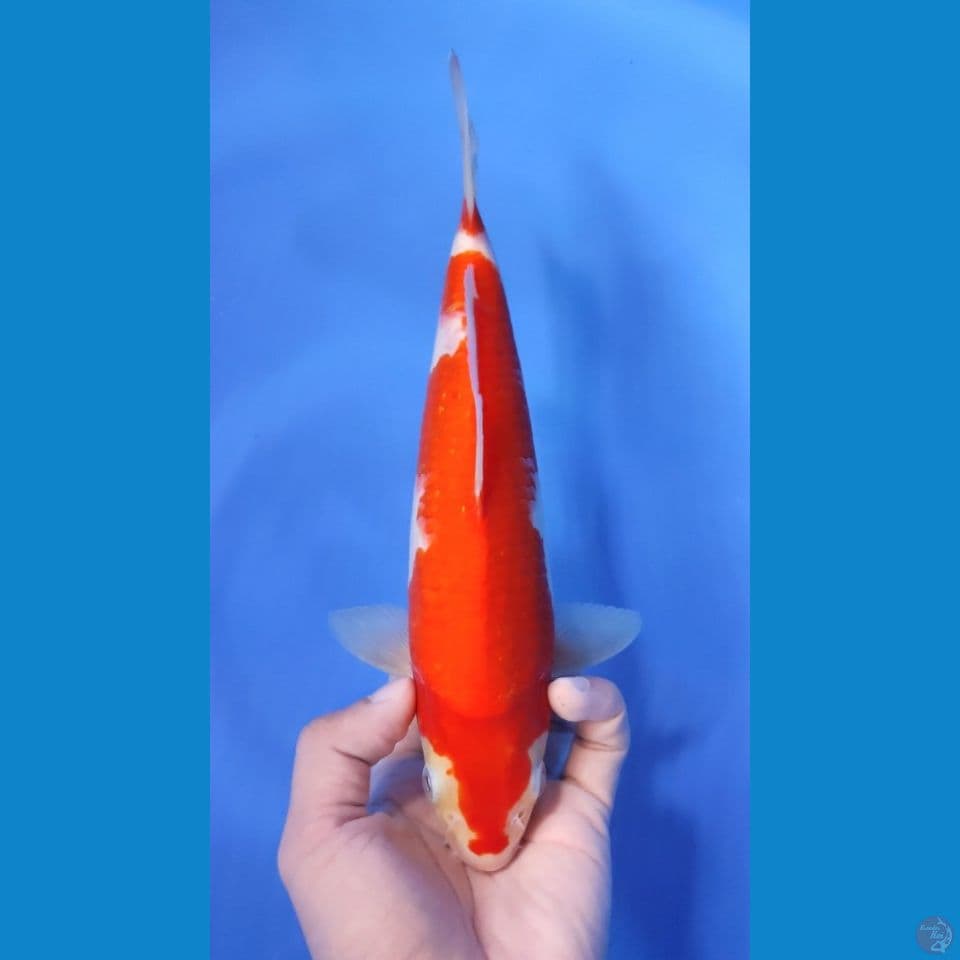 KOHAKU ORI BAHAN 25CM - MALE
