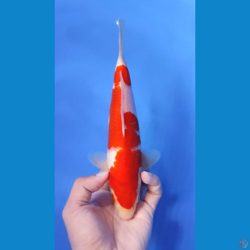 KOHAKU ORI RED STRONG 23CM - MALE
