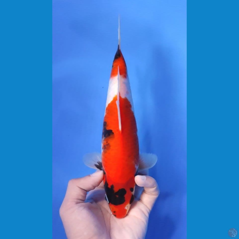 SHOWA TATEGOI ORI 25CM - MALE