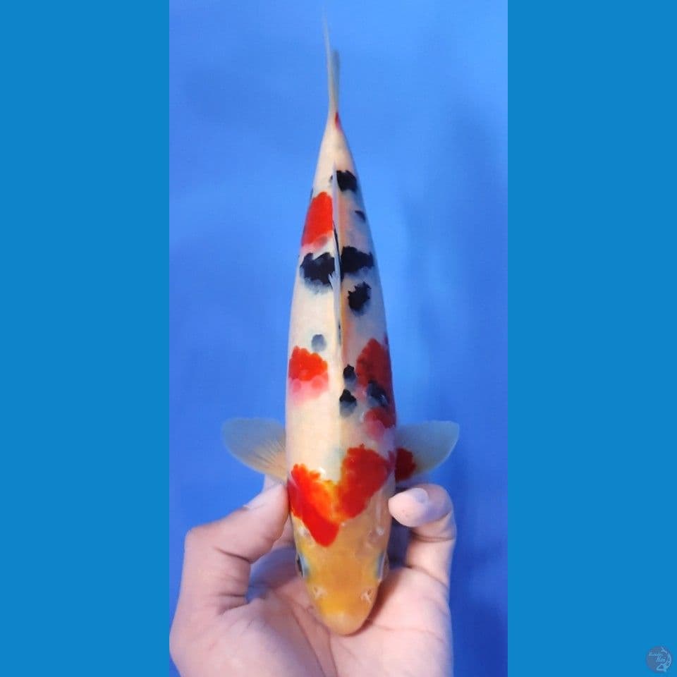 SANKE ORI 23CM - MALE
