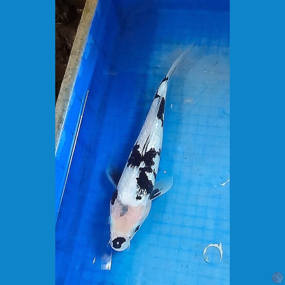shiro ginrin ±35cm
