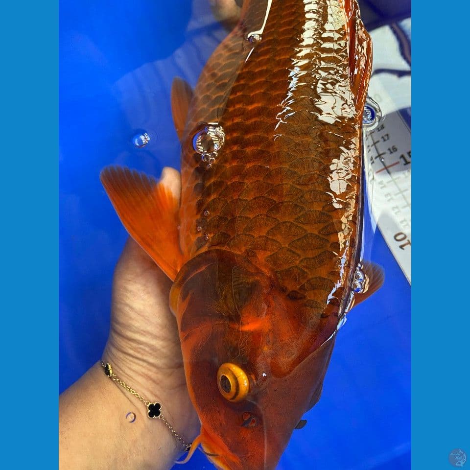 39cm