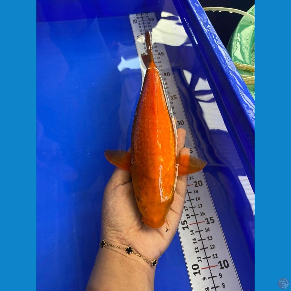 29cm