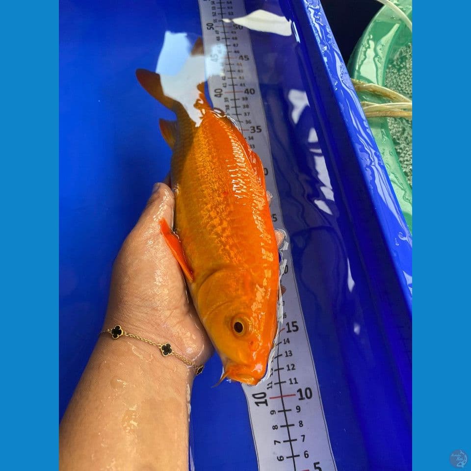 29cm