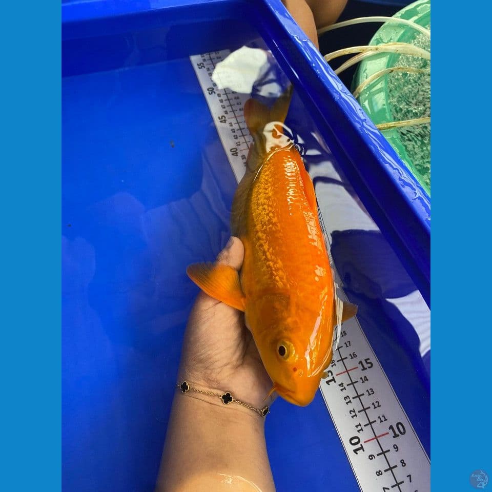 32cm