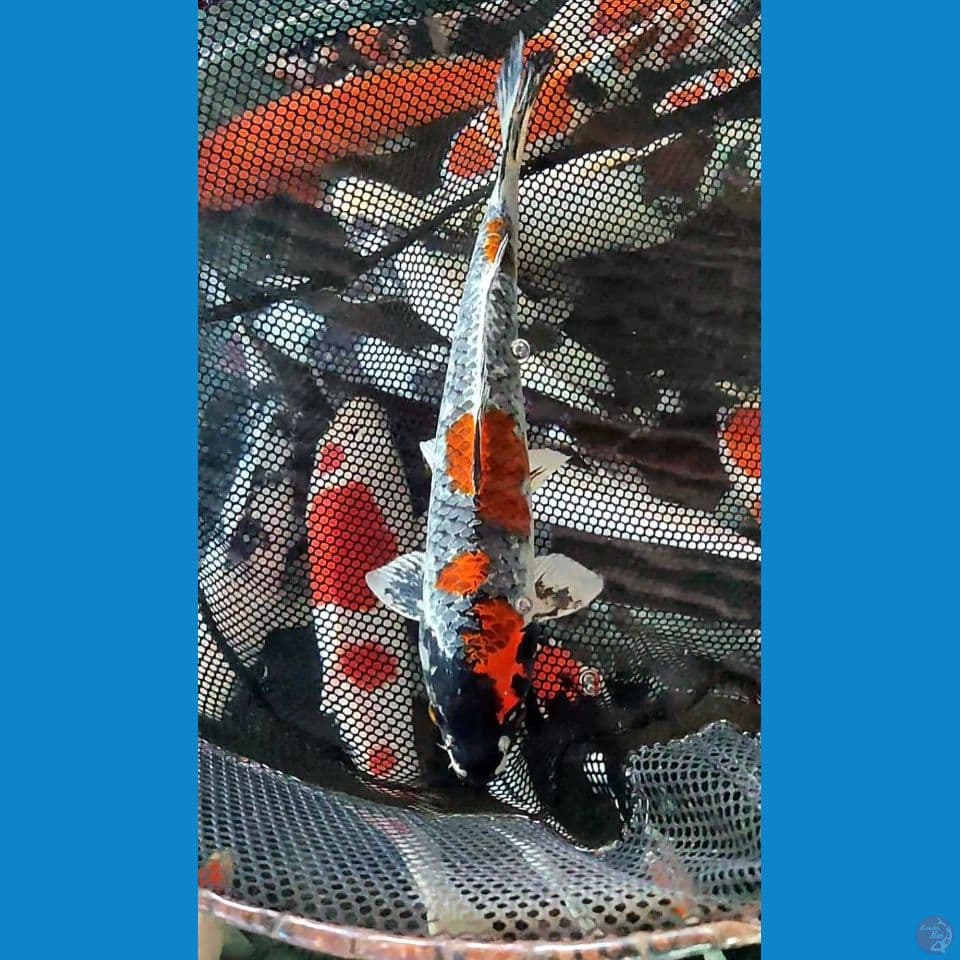 sepesial kawarimono 35 cm