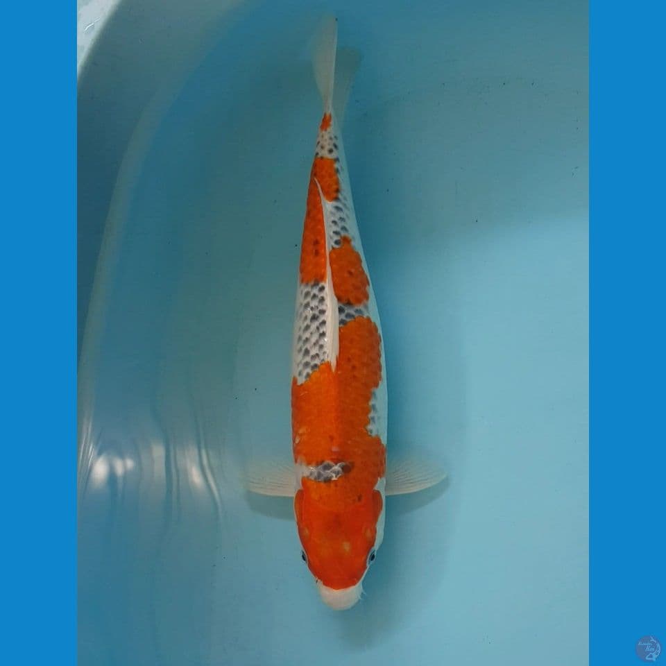 GHOAIKI RESENG 45cm