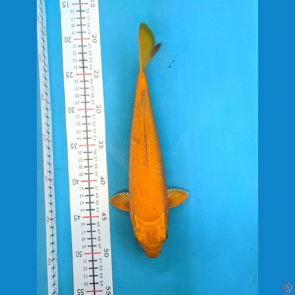 KARASHI 30CM FEMALE