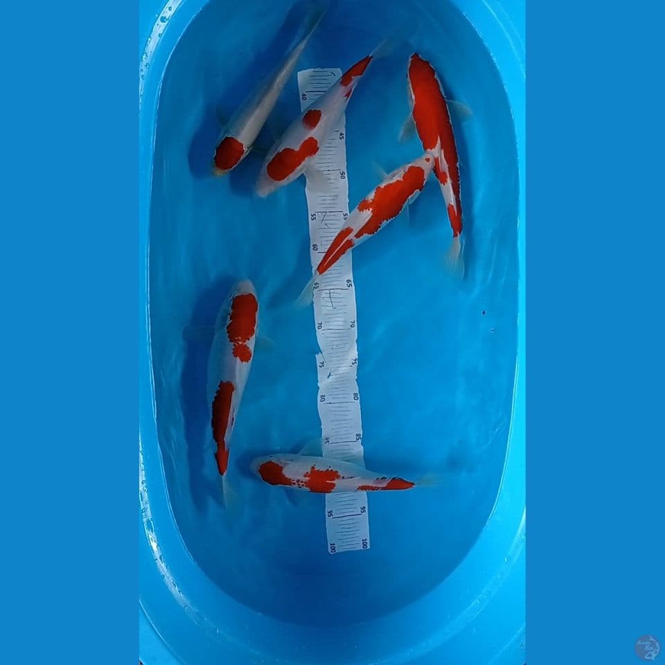 Paket kohaku 27-30 cm