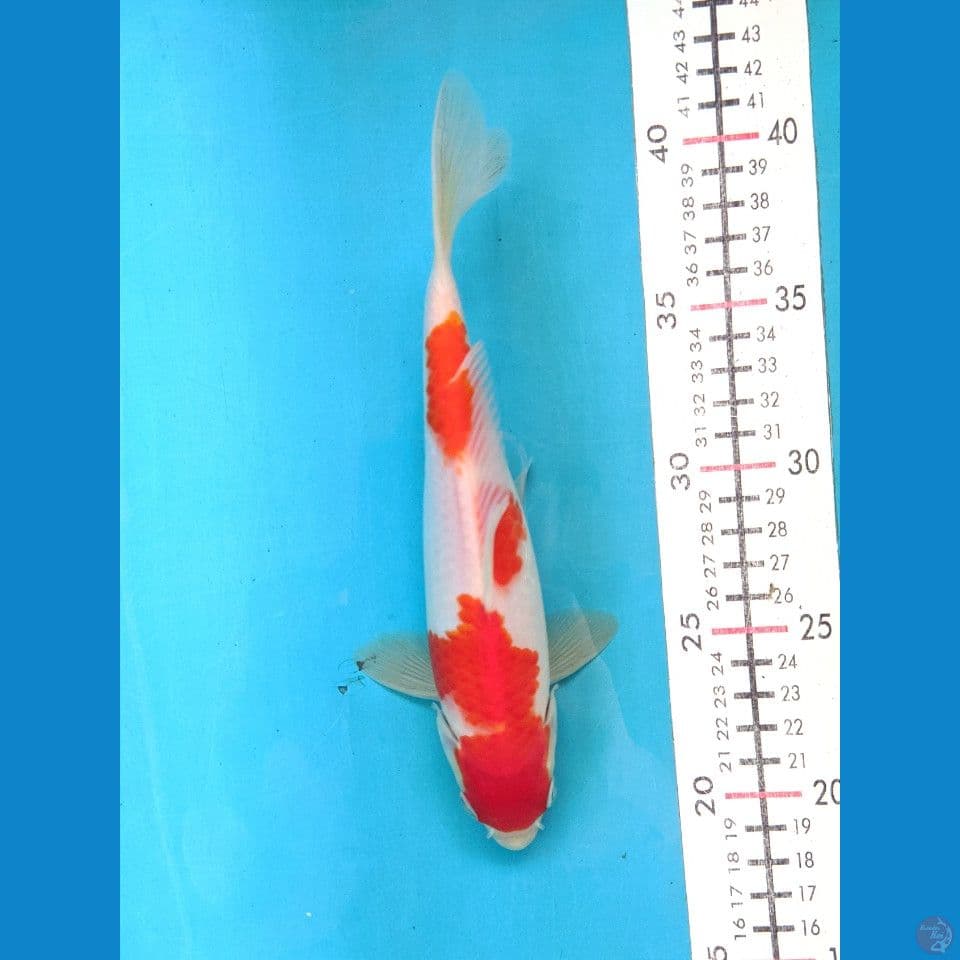 KOHAKU 23 CM MALE