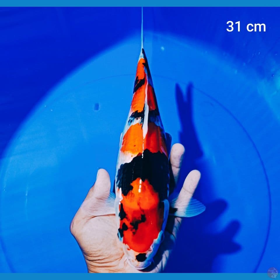 showa 31 cm