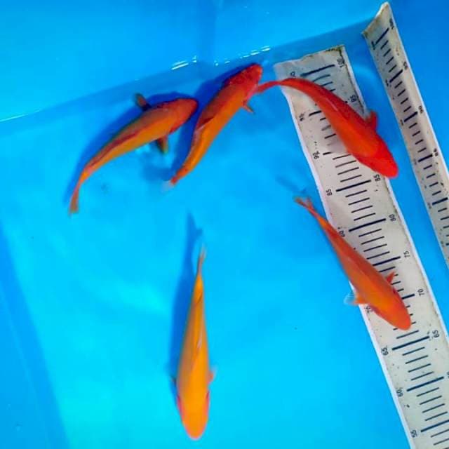 Mix koi 5 ekor