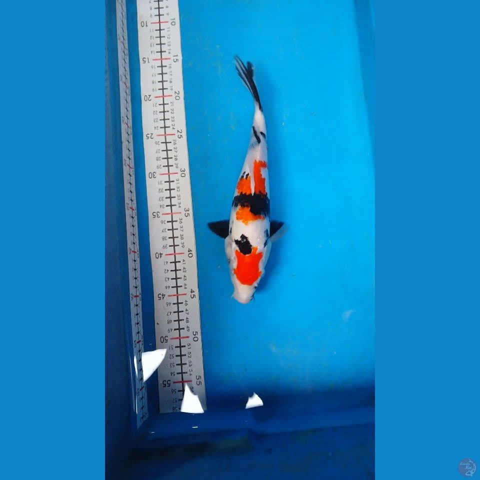 sowa 30 cm