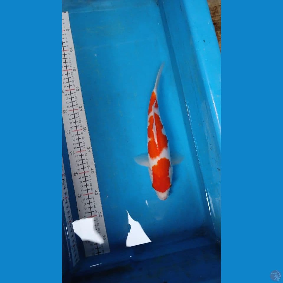 kohaku 32 cm