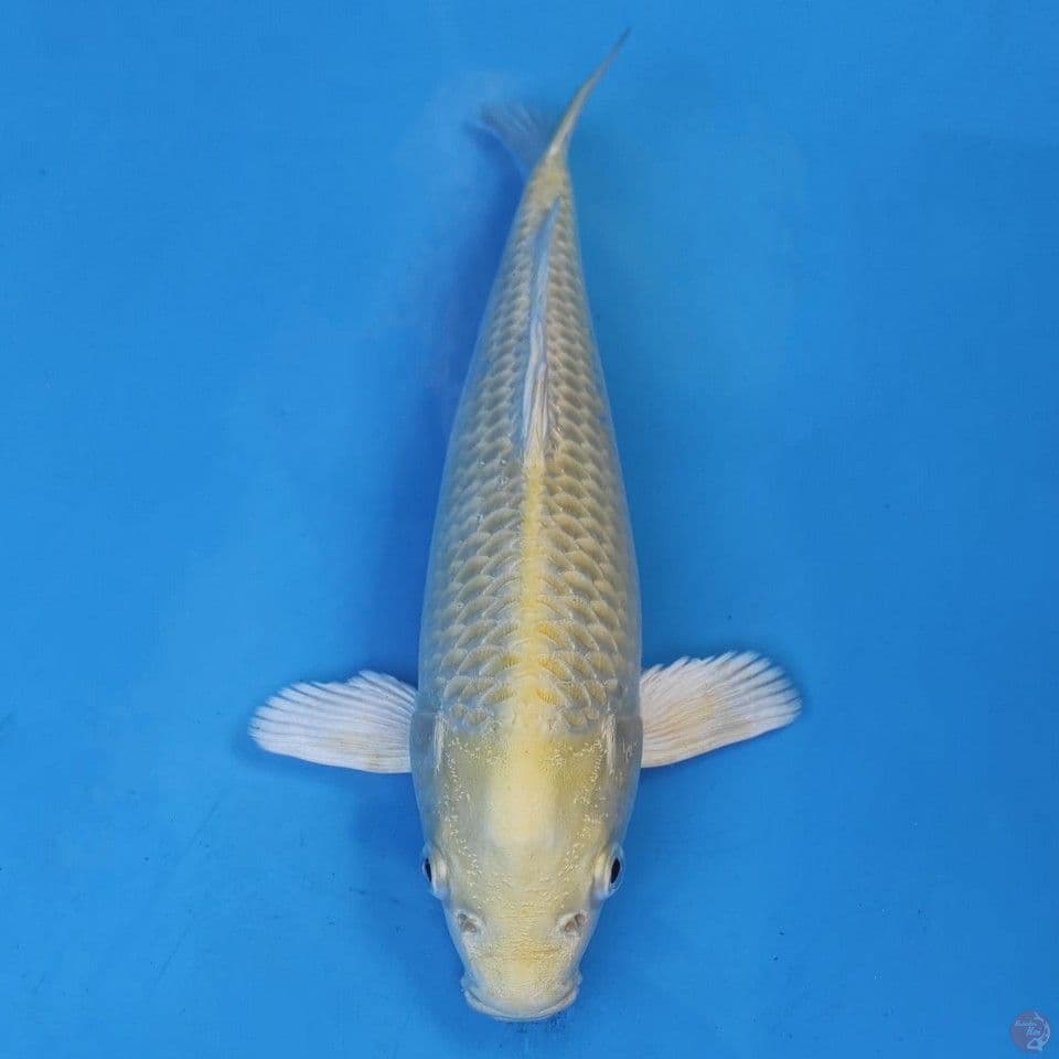 Okawa Ogon
