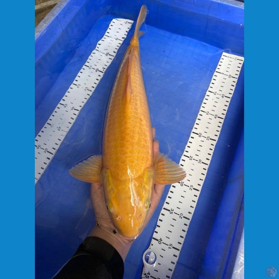 ak2 punuk jagung manis karashi 43