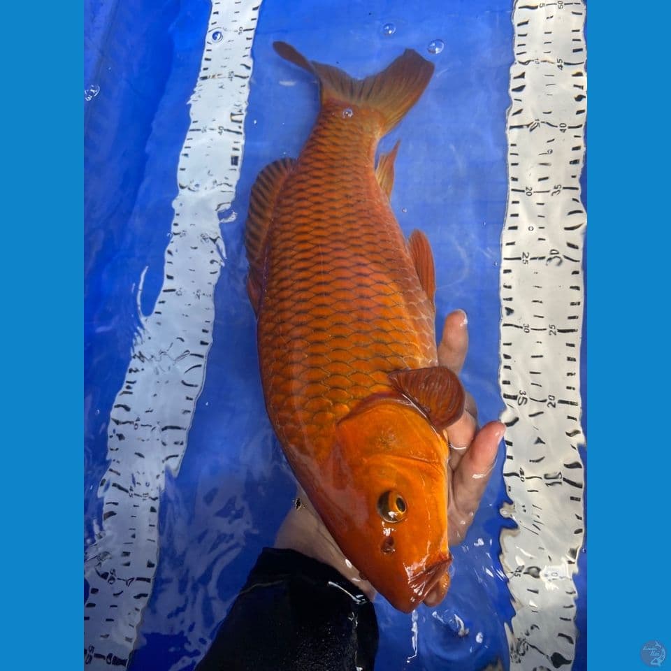 ak2 chagoi njaring jantan