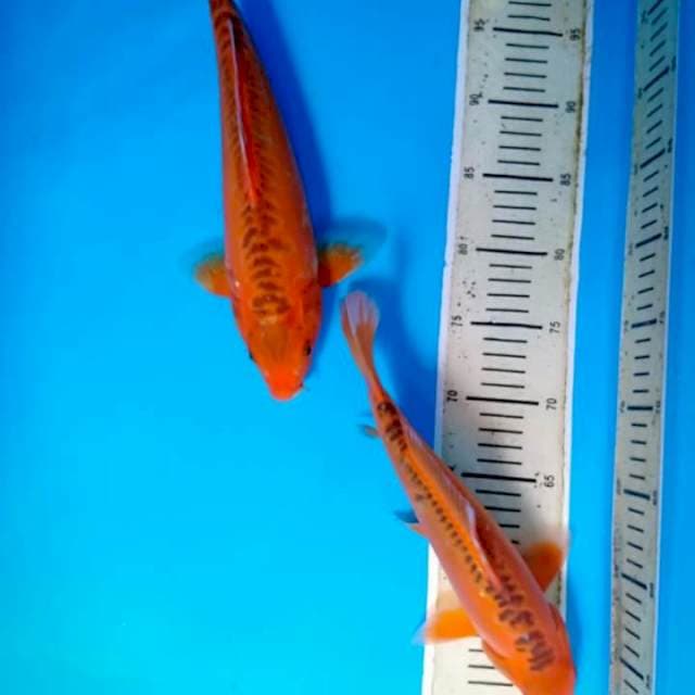 Mix koi 2 ekor