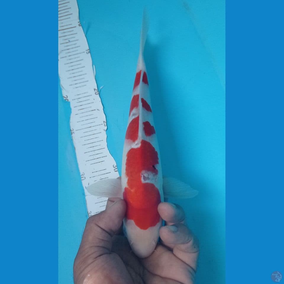 INAZUMAAA 29CM