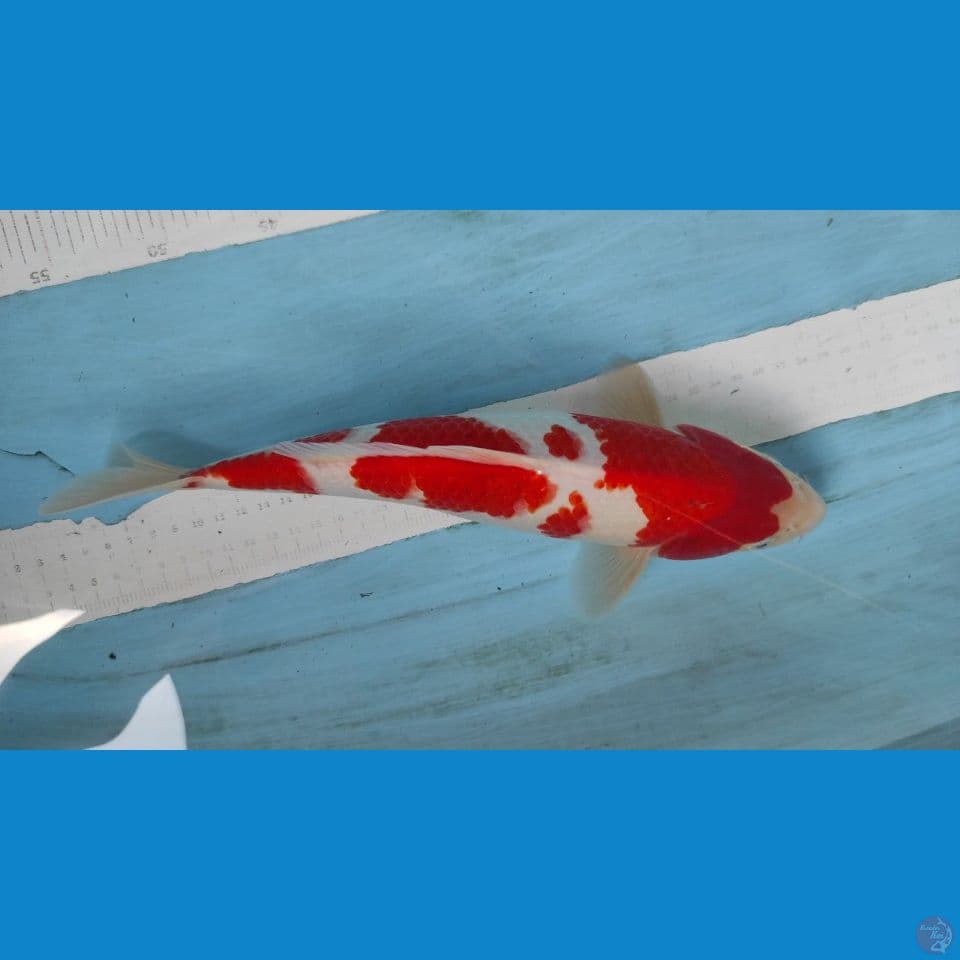 kohaku 32cm jantan