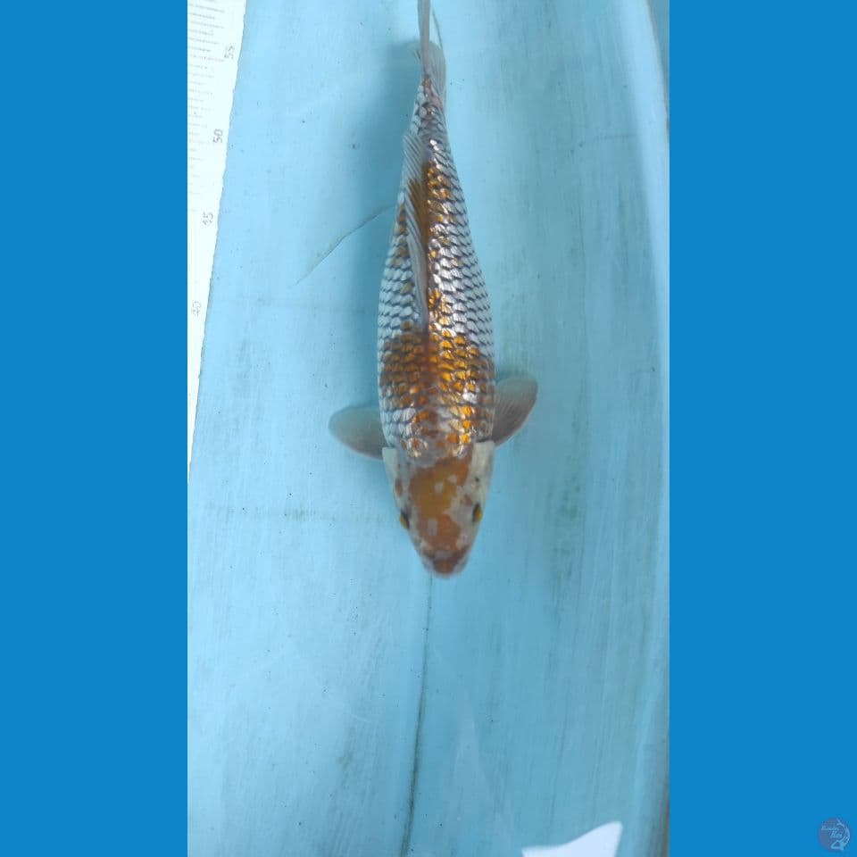 ochiba gindrin jantn 31cm
