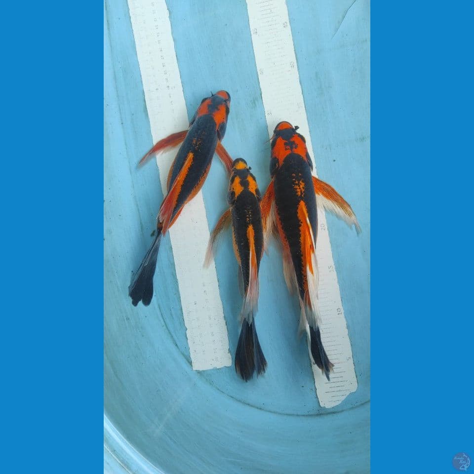 kabuto kumpay 26-31cm jantan 1 betina 2ekor