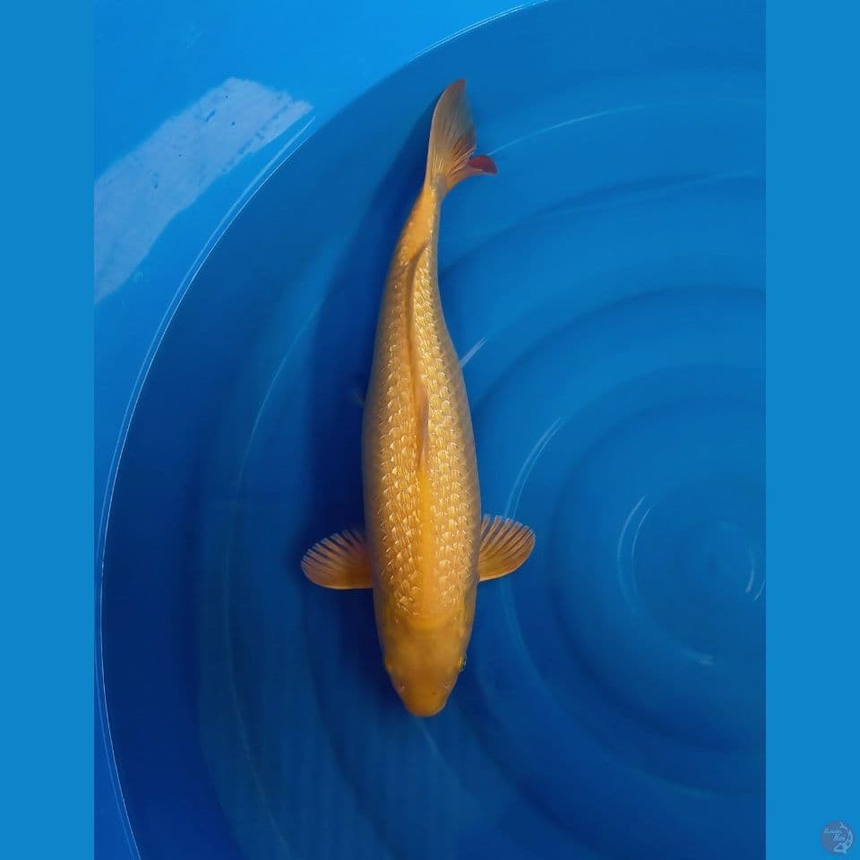 karasi gindrin full padat 50cm jumbo