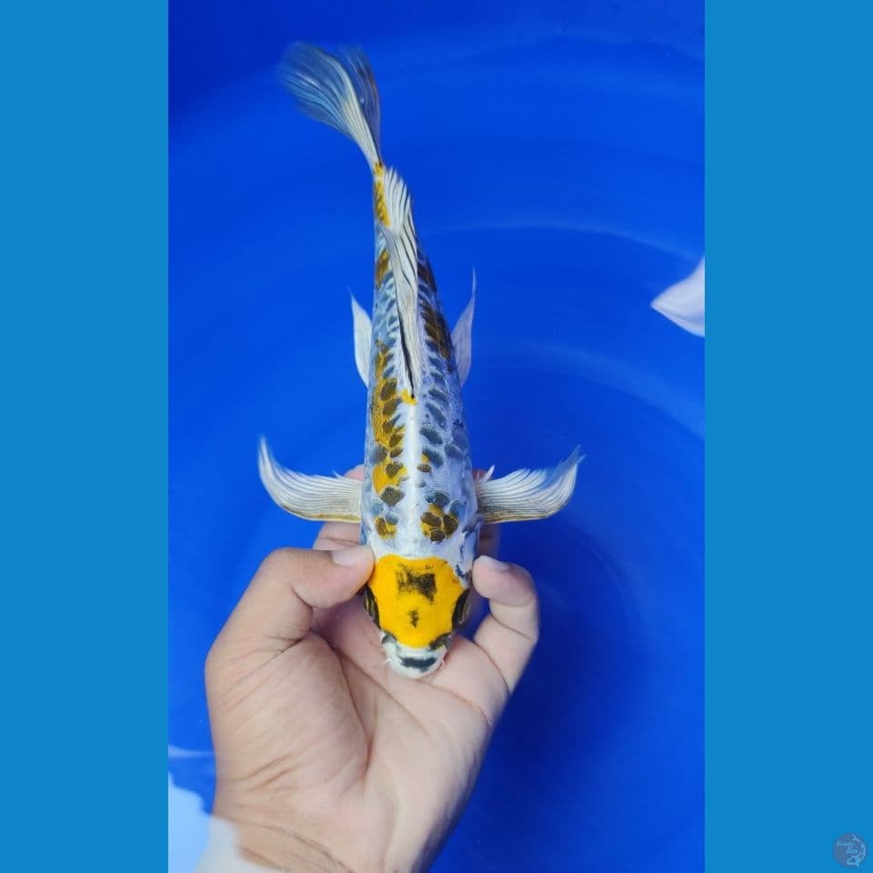 tanco kiko slayer 26 cm