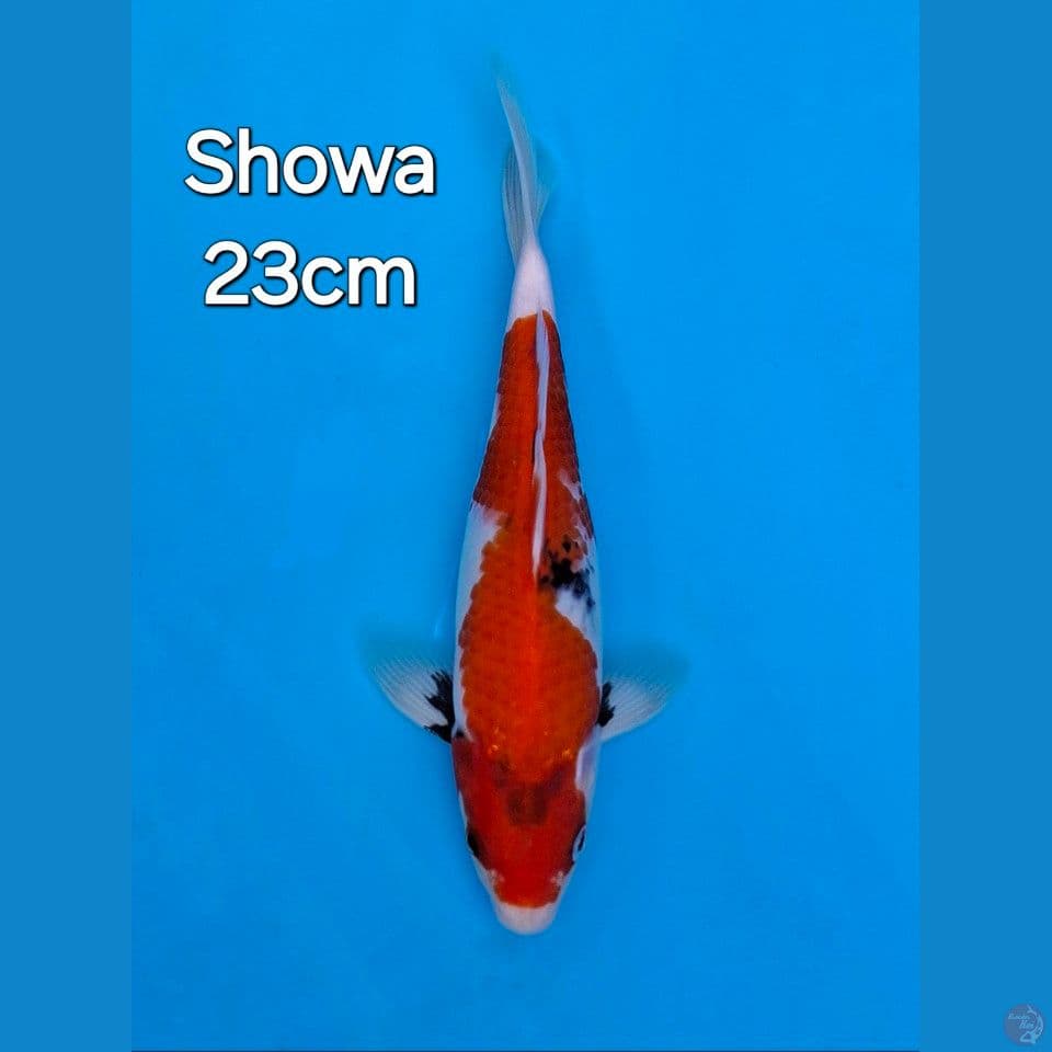 SHOWA 23CM