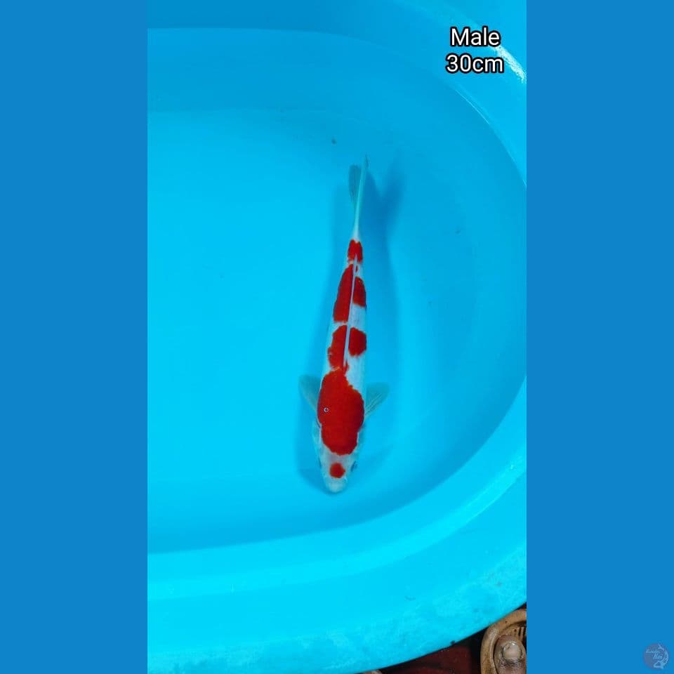 Kohaku Maruten step 5