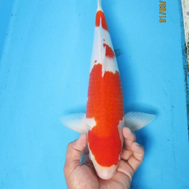 Kohaku original