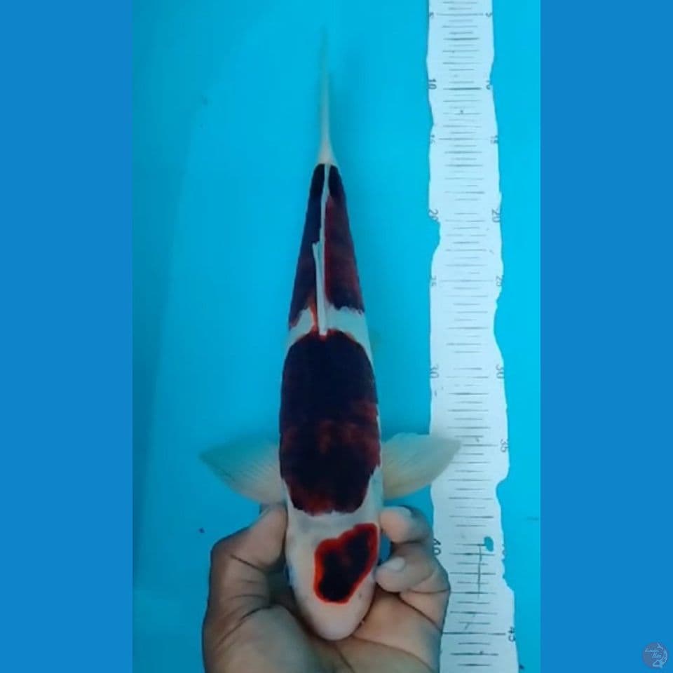 GOROMO 36CM
