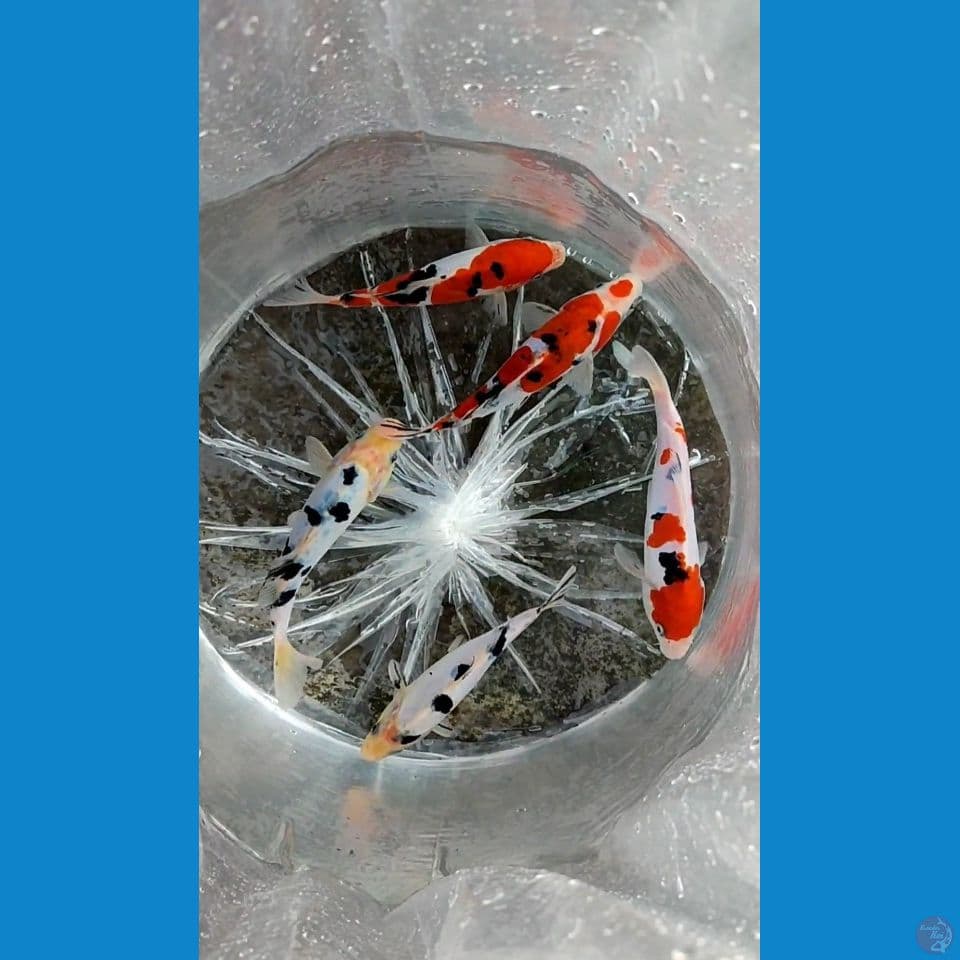 sanke & beko Doirsu 16-17 cm