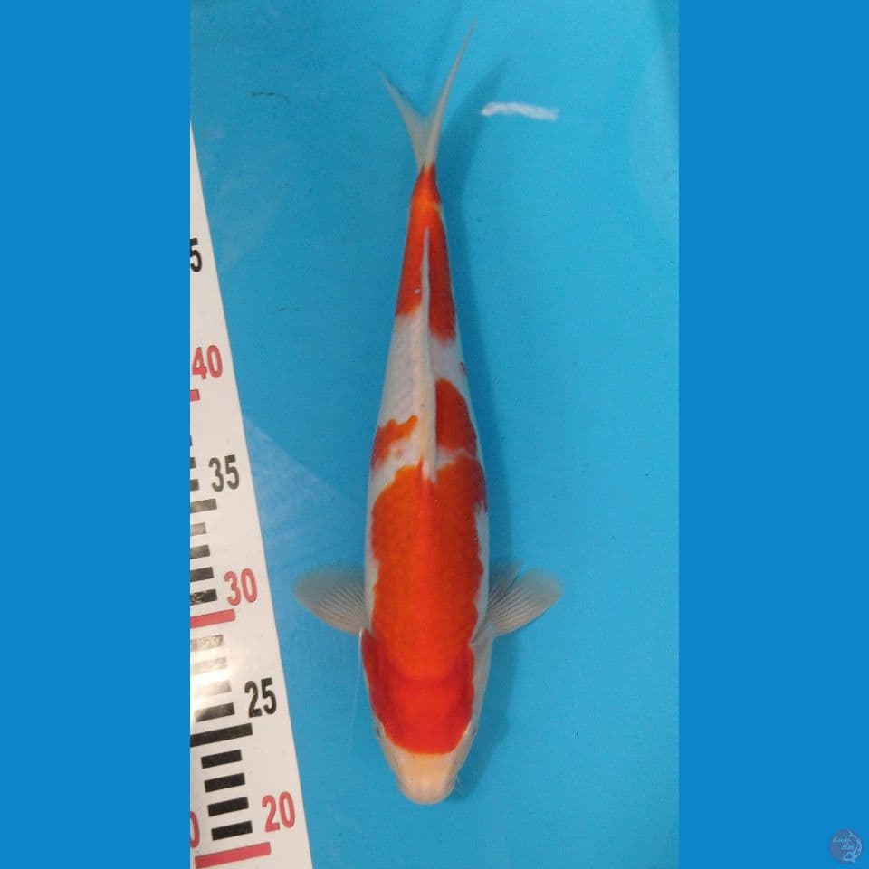 kohaku beni merah shiroji pitih