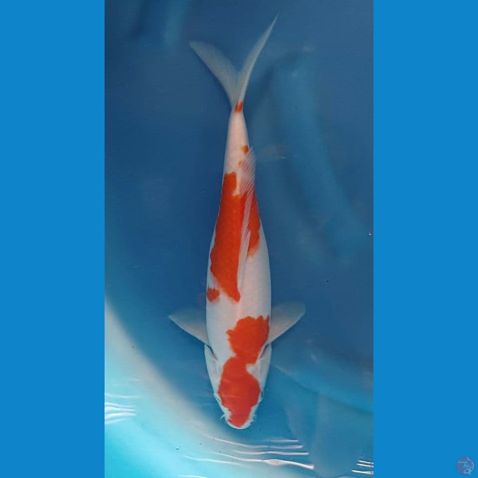 kohaku beni merah siroji putih