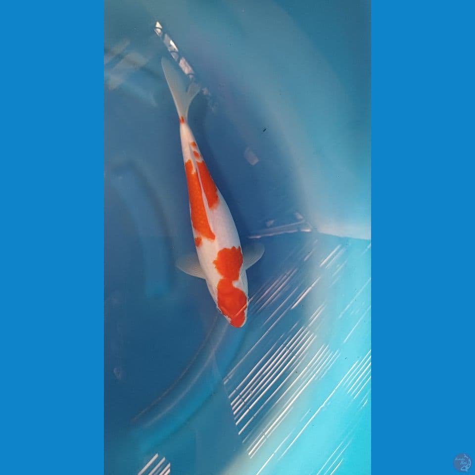 kohaku beni merah siroji putih