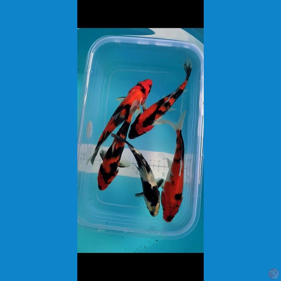 Bahan keep HQ Alus 17cm 5 ekor