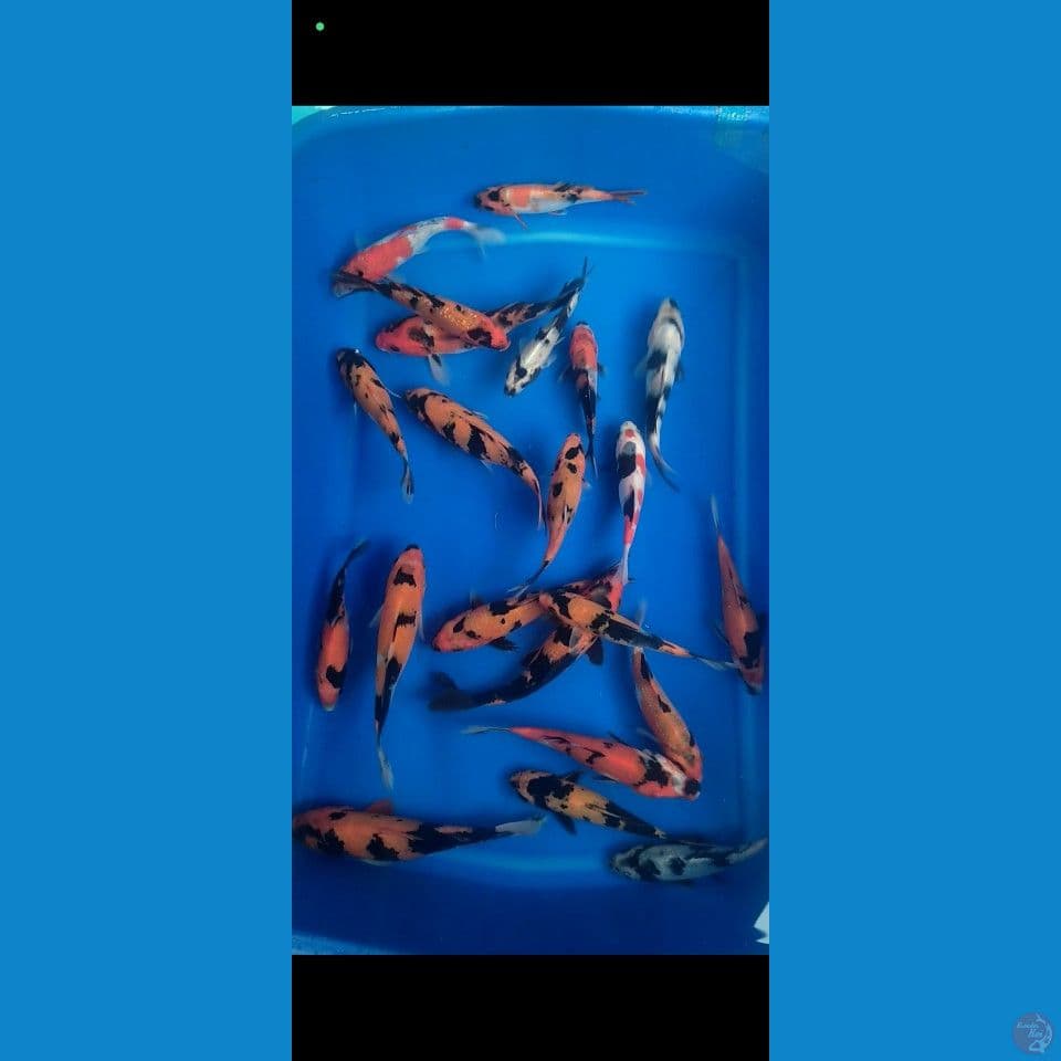bahan keep 11-15cm 20ekor