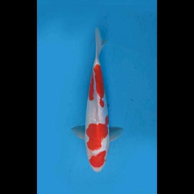 35cm Fml , Mauten Kohaku Doitsu Original