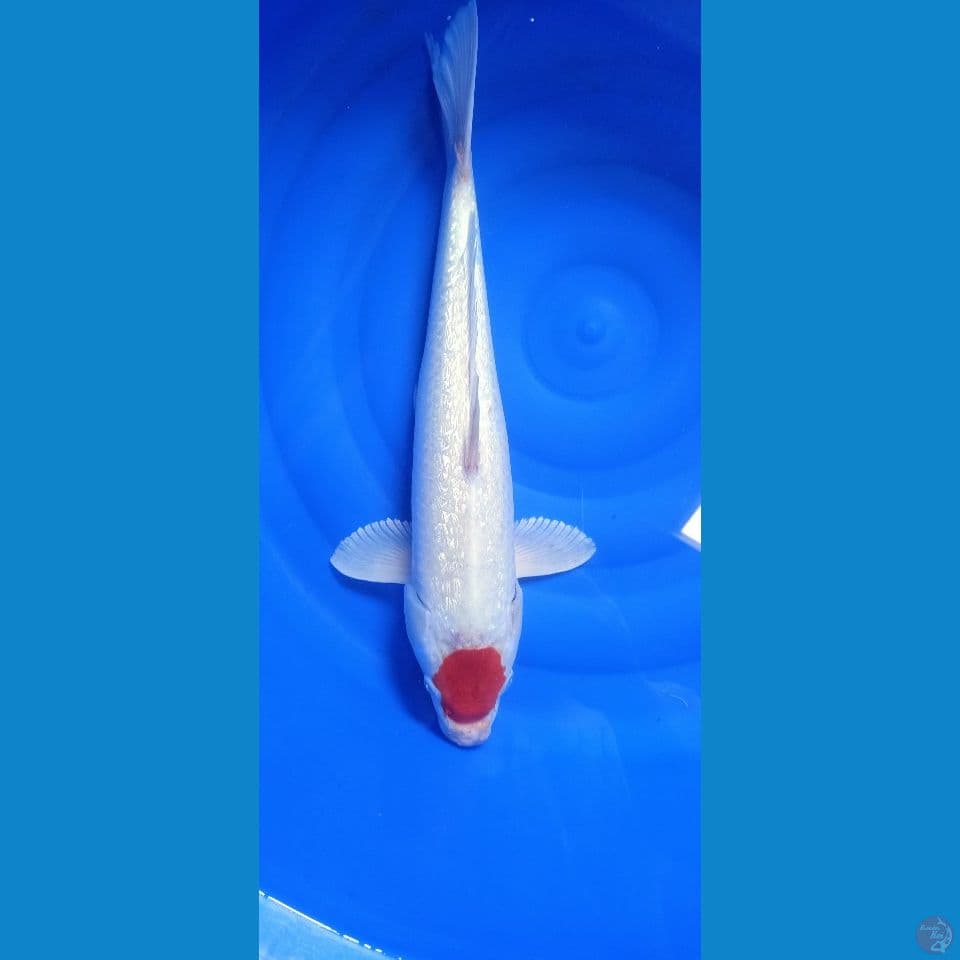 Tancho kuhaku gindrin 52 cm